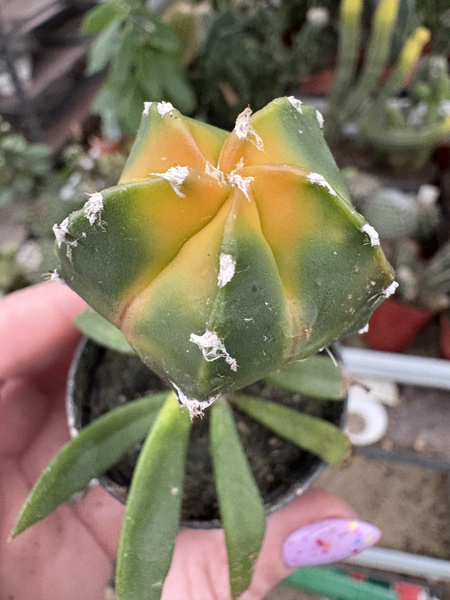 Astrophytum myriostigma 'Nuda Variegata'