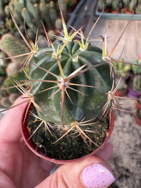 Lobivia ferox longispina Britton & Rose