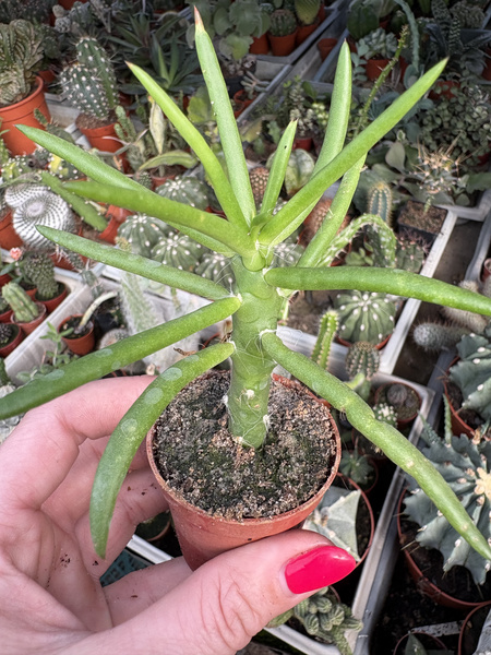 Austrocylindropuntia subulata  'Longifolia'