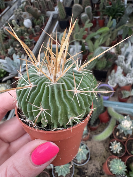 Stenocactus phyllacanthus
