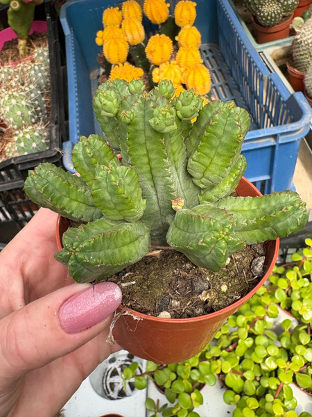 Euphorbia tubiglans