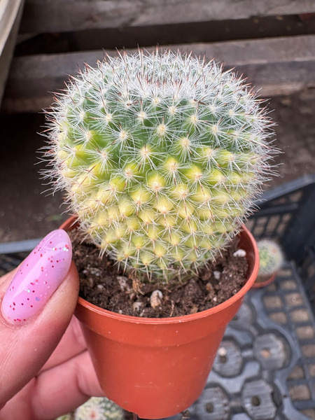 Mammillaria woodsii 'Variegata'