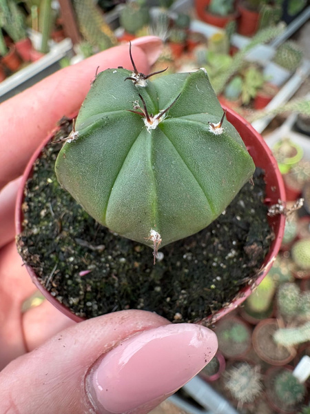 Astrophytum multihybryda
