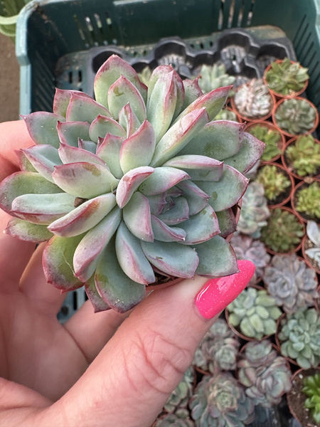 Echeveria orion 'Dichotoma'