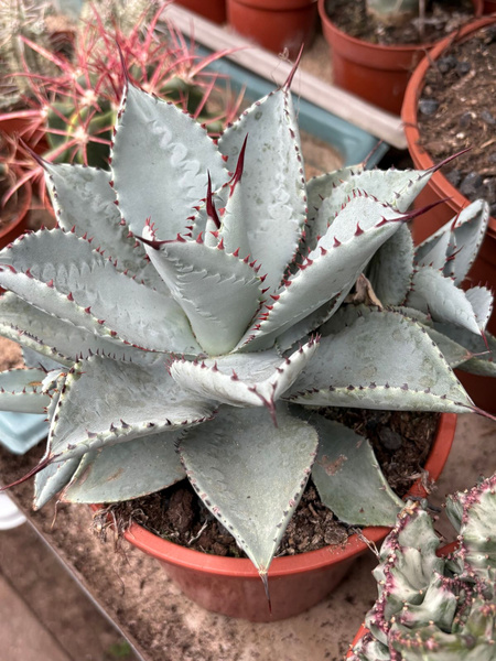 Agave pygmaea 'Dragon Toes'