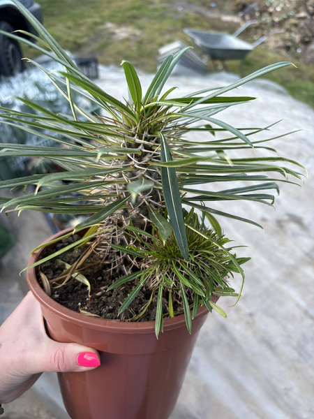 Pachypodium lamerii 'Cristata'