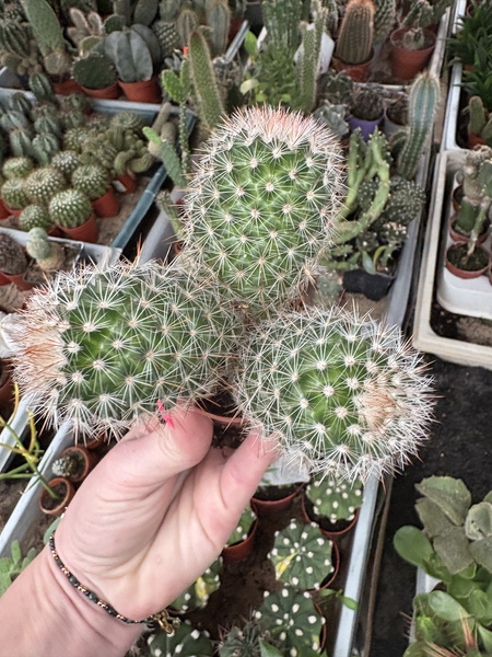 Mammillaria spinosissima 'Trigona'