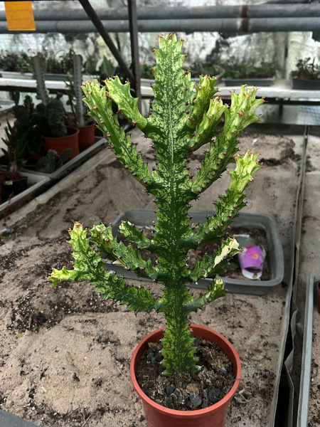 Euphorbia mayurnathanii 'Variegata'