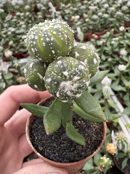 Astrophytum asterias 'Variegata Polygona Pilosa'