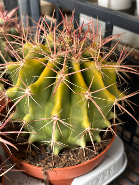 Ferocactus wislizeni 'Variegata'