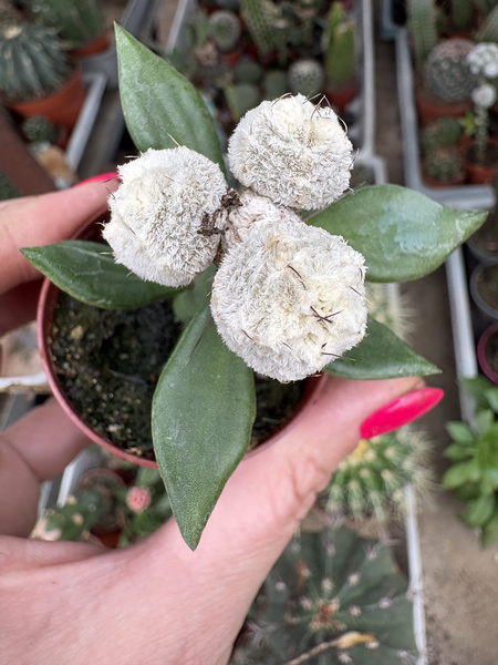 Astrophytum myriostigma 'Onzuko Extreme Snow Ball'