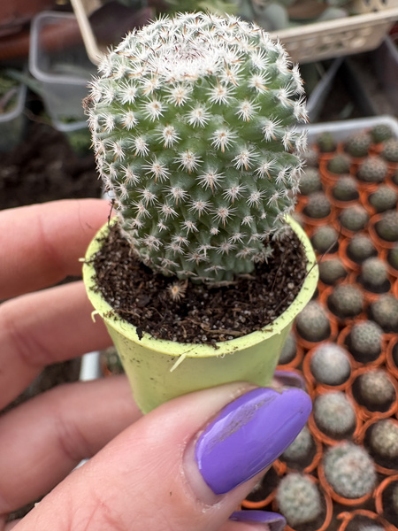 Mammillaria crucigera subs. tlalocii