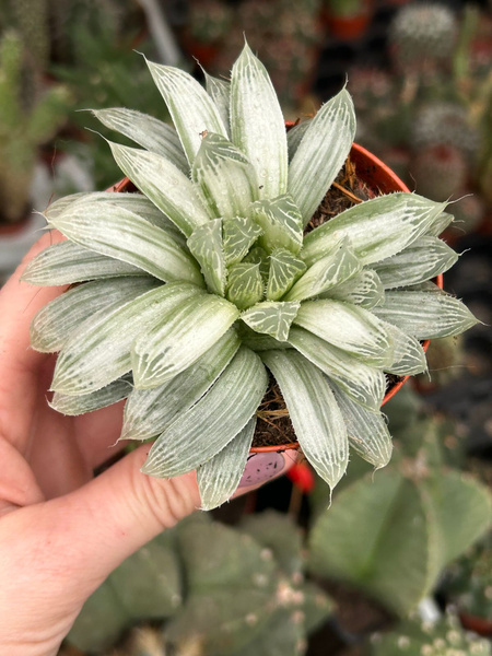 Haworthia cooperi v. pilifera ‘Silver Swirls’