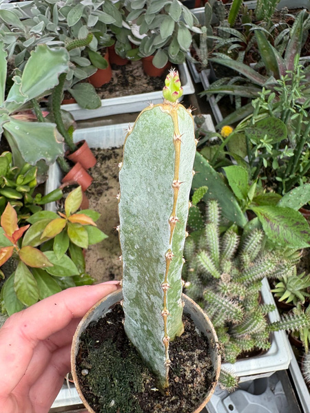 Hylocereus ocamponis