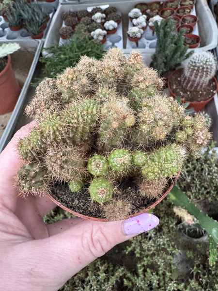 Echinopsis schickendantzii 'Monstruosa Red'