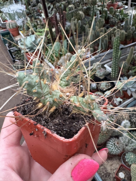 Maihueniopsis glomeratus v.longispinus