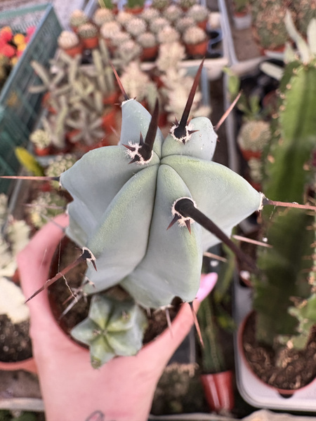 Myrtillocactus geometrizans