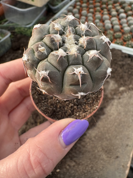 Gymnocalycium prochazkianum
