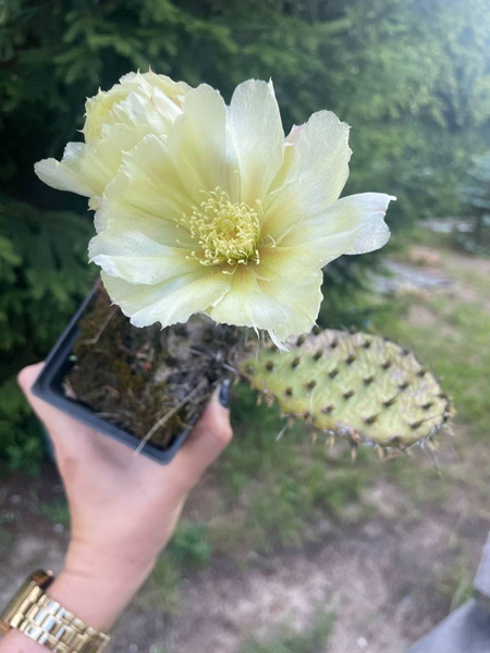 Opuntia fragilis MROZOODPORNA