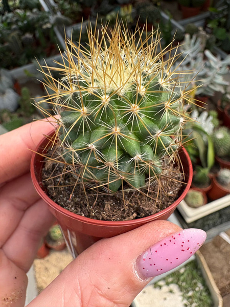 Mammillaria pringlei