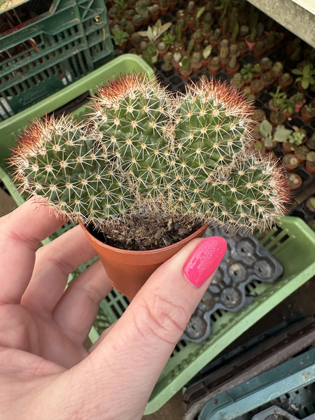 Mammillaria ernestii 'Polygona'