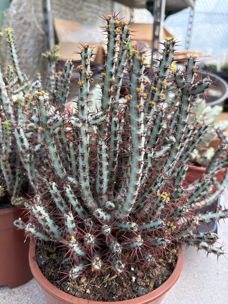 Euphorbia aeruginosa