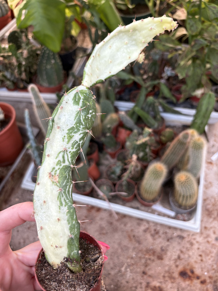 Opuntia monacantha 'Variegated Monstruosa'