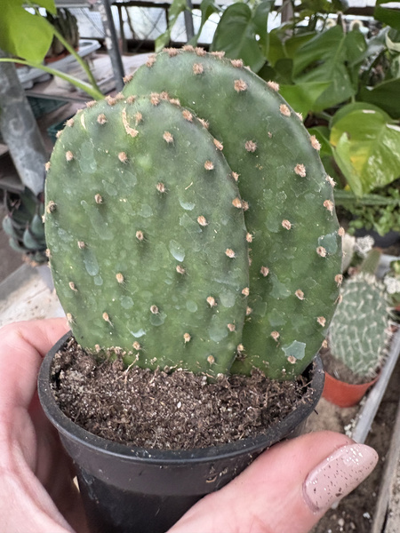 OPUNTIA DECUMBENS