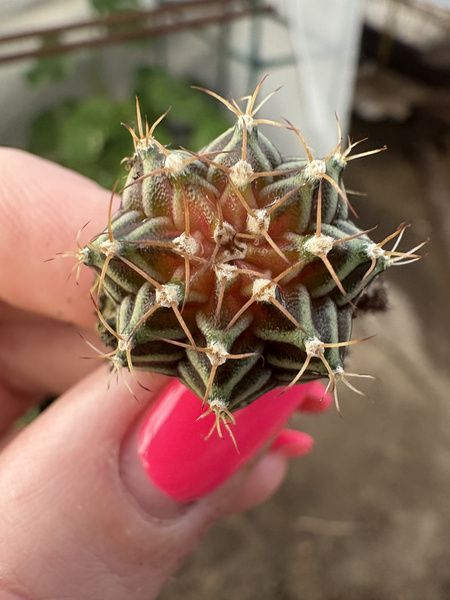 Gymnocalycium mihanovichii SPECJALNY KOLOR