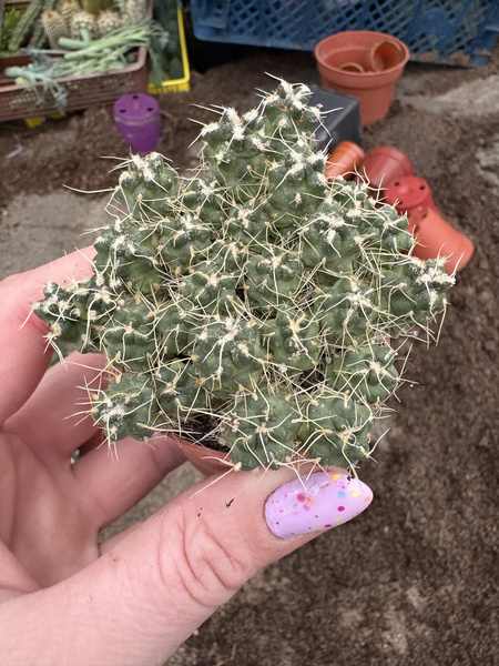 Puna subterranea f. incahuasi