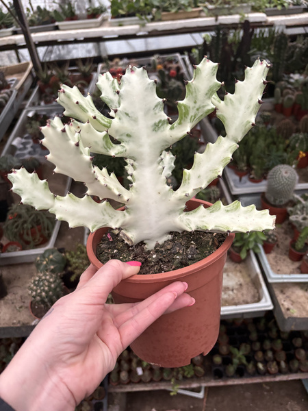Euphorbia lactea 'White Ghost'