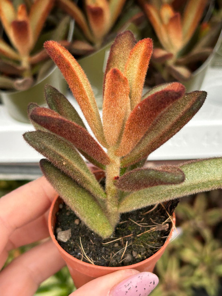 Kalanchoe tomentosa cv. Chocolate