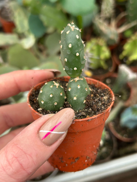 OPUNTIA FRAGILIS v.DENUDATA