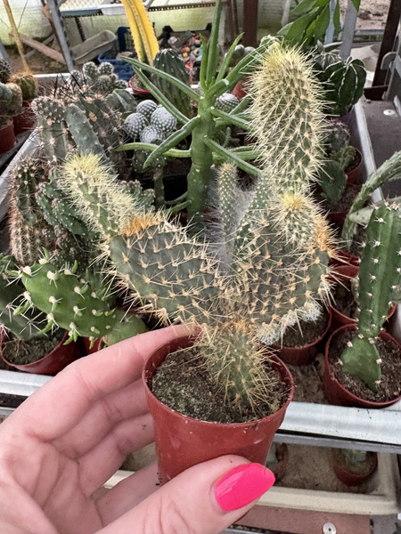 Opuntia galapageia ENDEMIT
