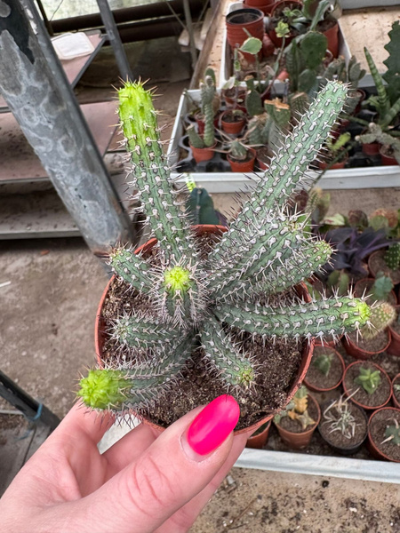 Euphorbia baioensis