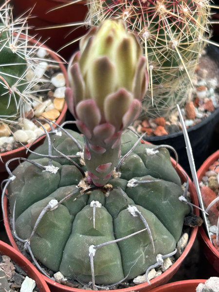 Gymnocalycium  vatteri