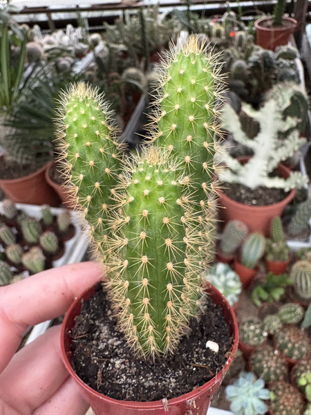Cleistocactus winteri ssp. winteri