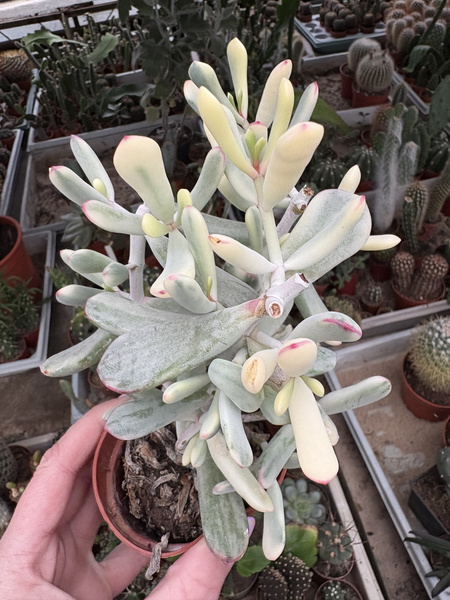 Cotyledon orbiculata 'Variegata'