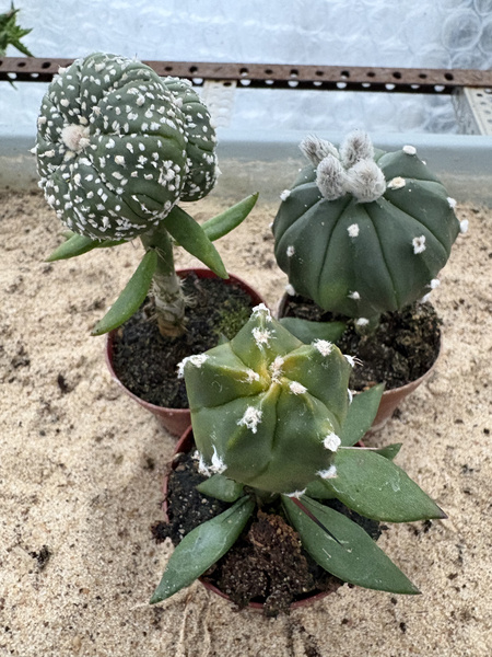 Set of 3 different Astrophytum MUTANTS