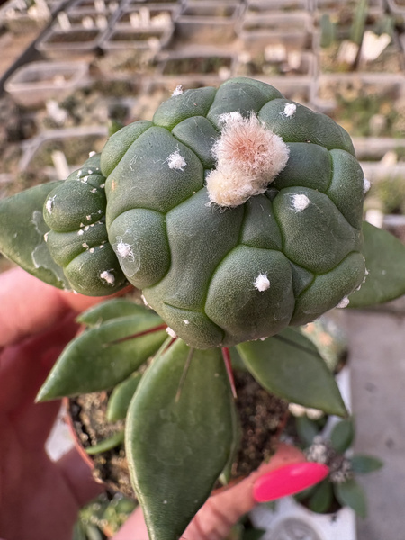 Astrophytum asterias 'Turtle'