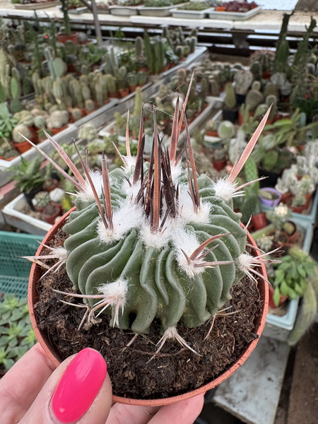 Stenocactus obvallatus