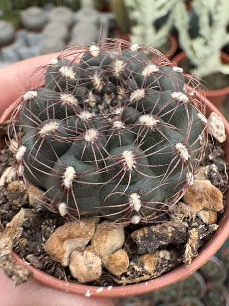 GYMNOCALYCIUM ERINACEUM