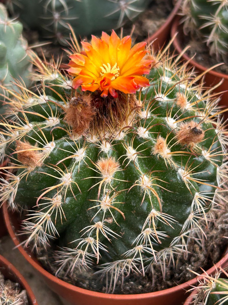 Parodia mairanana