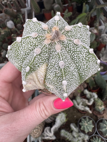 Astrophytum asterias x A.coahuilense 'Variegata'