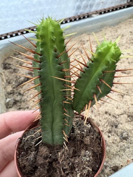 Euphorbia enopla 'Gold Spina'