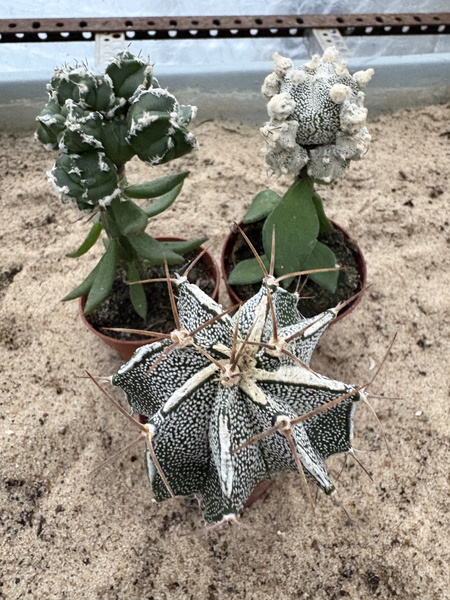 Set of 3 different Astrophytum  MUTANTS