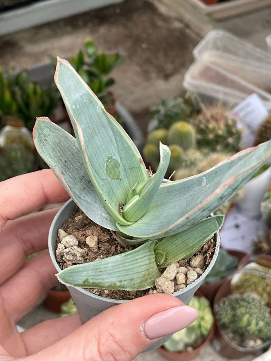 Aloe Reynoldsii Succulents Aloe Kaktusy Sukulenty I Inne Rośliny