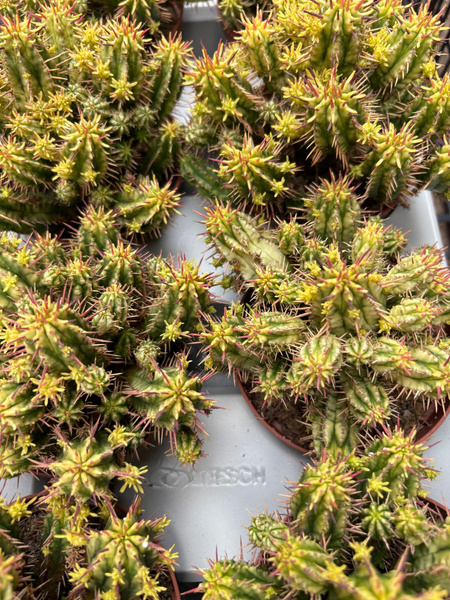 Euphorbia aggregata 'Variegata'