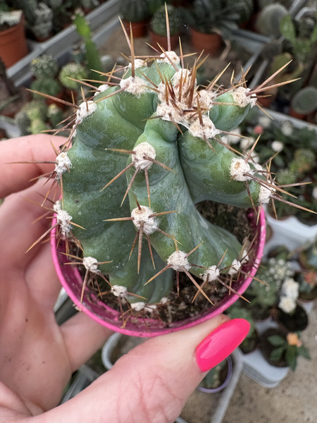 Cereus peruvianus 'Spiralis'
