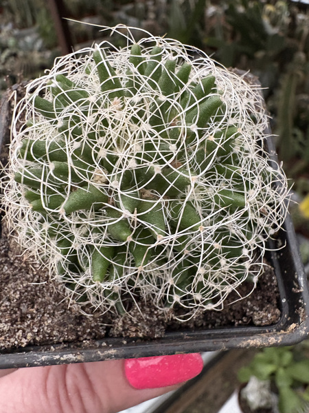 Mammillaria camptotricha 'Albispina'
